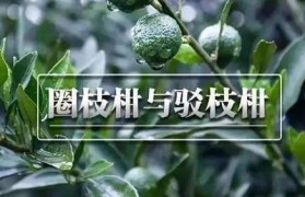 圈枝柑和驳枝柑有什么区别