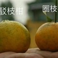 新会陈皮茶枝柑和圈枝柑怎么区分