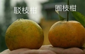 新会陈皮茶枝柑和圈枝柑怎么区分