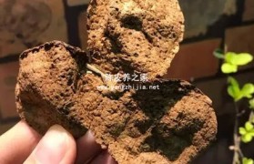 药店的陈皮跟煲糖水的陈皮有啥区别吗