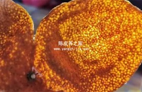 陈化10年的陈皮保质期12个月正常吗