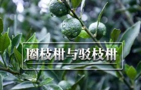 收藏新会陈皮，圈枝陈皮和驳枝陈皮哪个好？