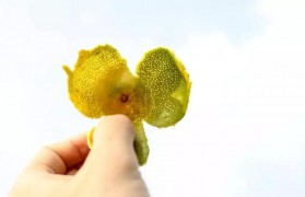 你了解新会茶枝柑的种植技术吗