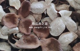 麦冬甘草泡水有痰咳嗽喝还是无痰咳嗽