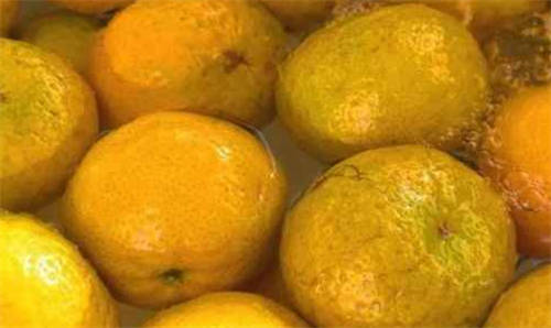 柑橘类水果都可以做陈皮吗  1