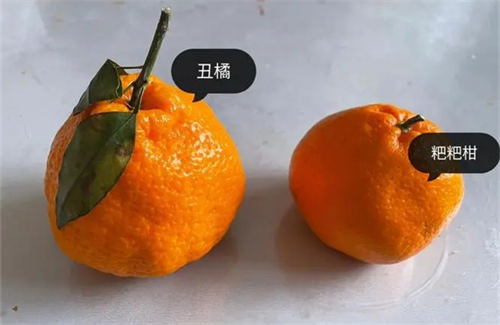 丑橘和耙耙柑的皮能做陈皮吗  3