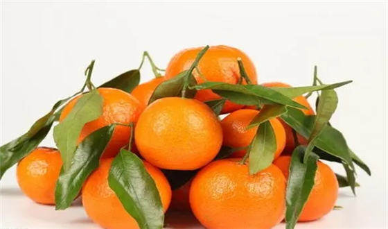 柑橘的营养价值及功效与作用  1