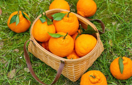 柑橘的营养价值及功效与作用  3