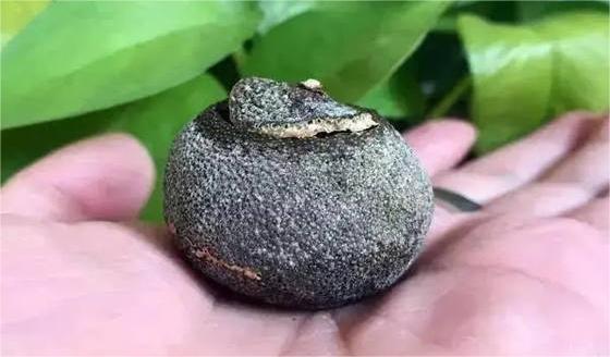 陈皮普洱外面有一层白色是什么  2